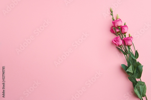 Blumen freigestellt auf pinken Hintergrund