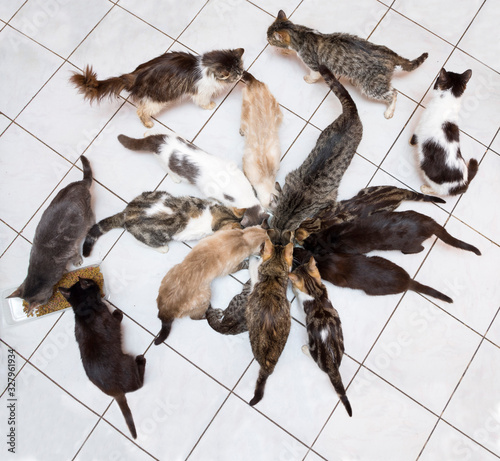 group of cats eating