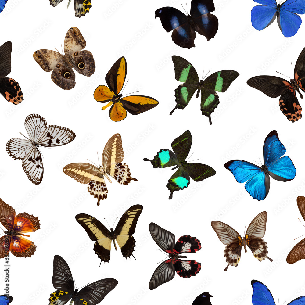 seamless colorful butterfly pattern on a white background