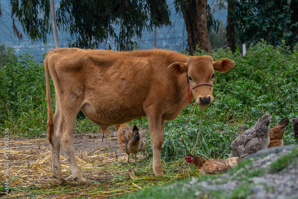 cow and bird in the farm cow and bird in the farm