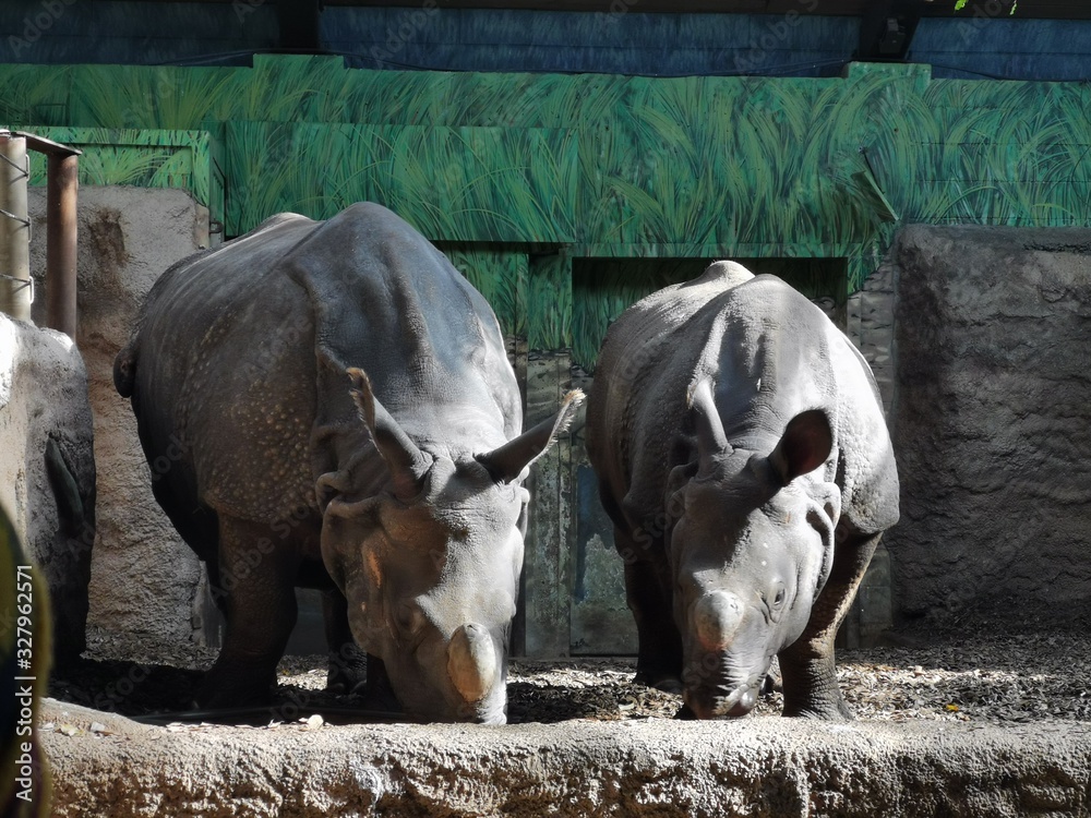 Naklejka premium rinoceronte 