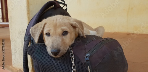 dog waiting to go on a trip