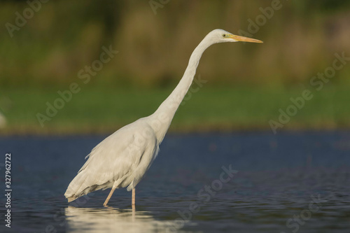  white heron