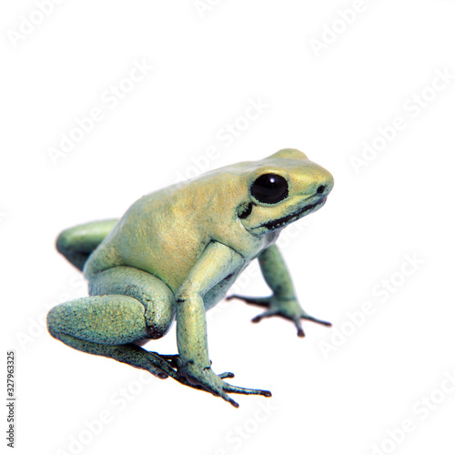 Mint golden poison frog on white background