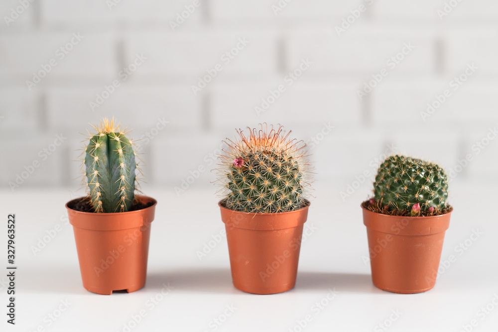 Three small cactuses in a pot, in white interior. Three small cactuses in a pot, in white interior.