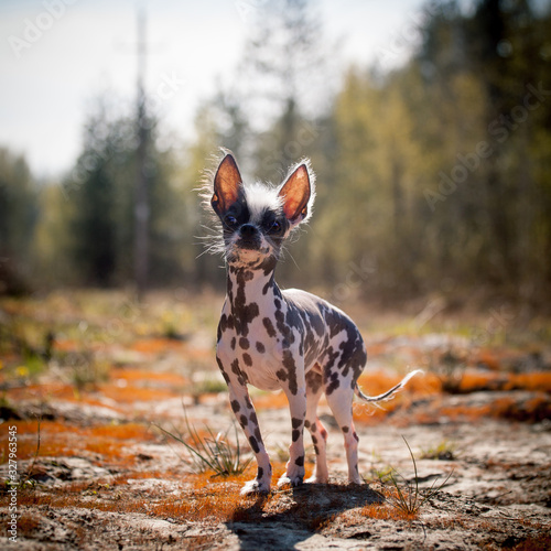 Peruvian hairless and chihuahua mix dog on red moss photo