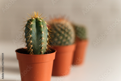 Three small cactuses in a pot, i white interior.