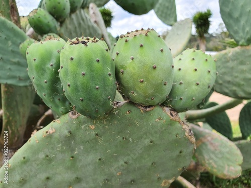 galho de cactus