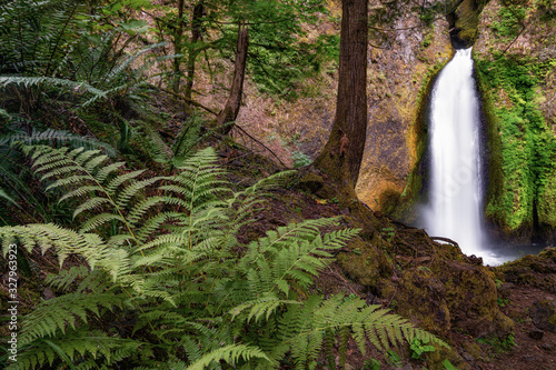 Wahclella Waterfall in the Columbia River Gorge in Oregon photo