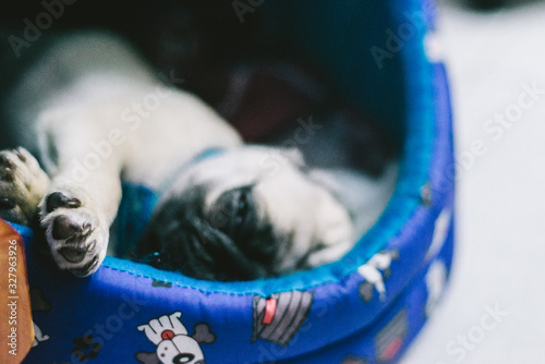 pug photo