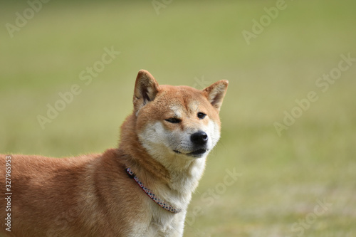 柴犬と芝生