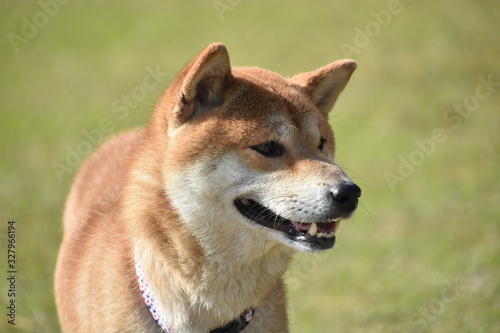 柴犬と芝生