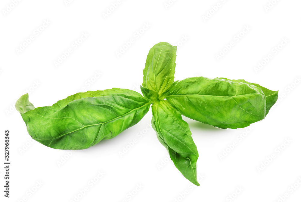 Fresh green basil leaves isolated on white Fresh green basil leaves isolated on white