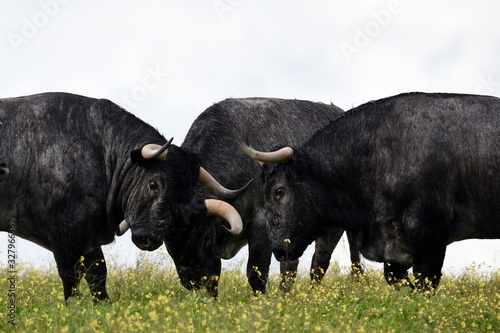 toro bravo en el campo