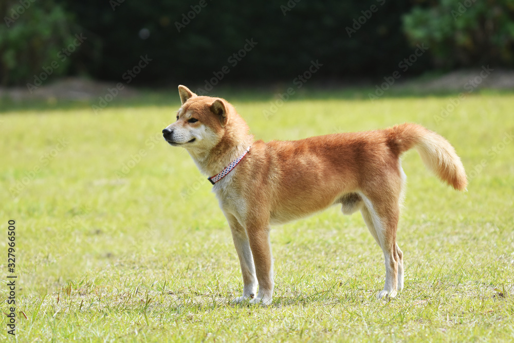 柴犬と芝生 柴犬と芝生