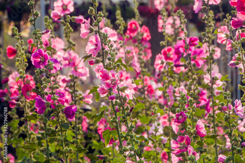 Beautiful blooming hollyhock or alcea flowers in garden.