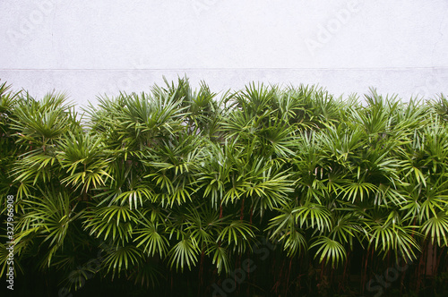 Fototapeta Naklejka Na Ścianę i Meble -  Natural green palm leaves with cement wall background, Livistona Rotundifolia Palm, borassus Flabellifer.