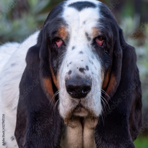 Canvas-taulu Portrait shot of an old basset hound with red eyes with black ears and white fac