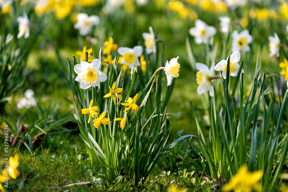 Osterglocken im Frühling