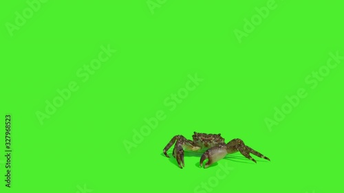 This stock video shows a crab moving in front of a green screen.