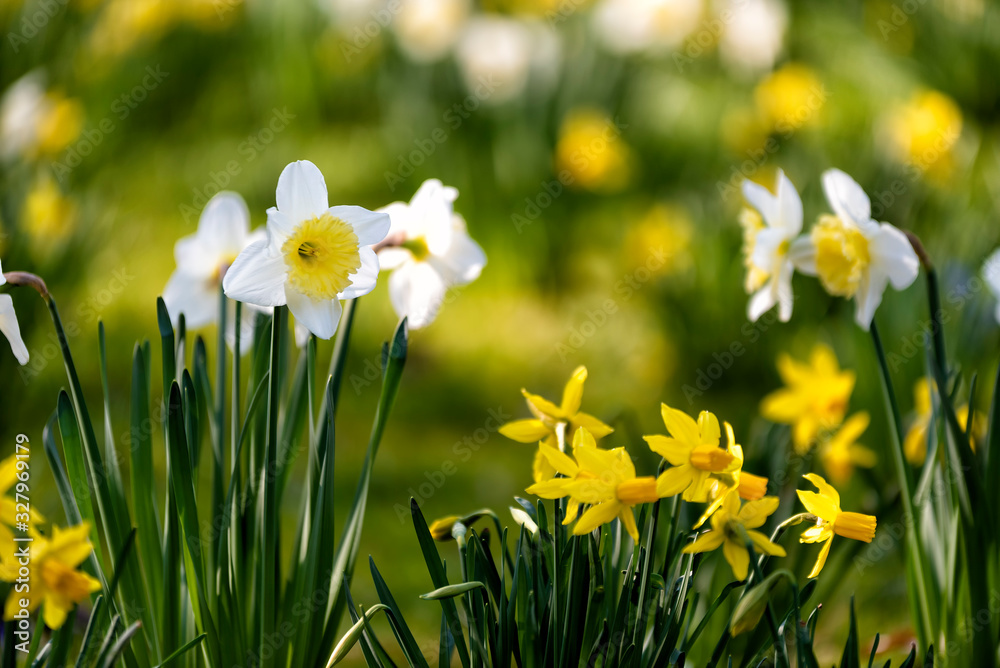 Fototapeta premium Osterglocken im Frühling