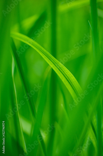 Fresh ferns and grass in a forest in the Spring