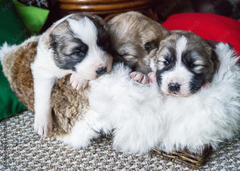 Alabai puppy. Thoroughbred fluffy pet. Alabai puppy. Thoroughbred fluffy pet.