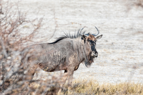 A Blue Wildebeest -Connochaetes taurinus- also known as Gnus, standing on the edge of the salt pans of Etosha National Park, Namibia.