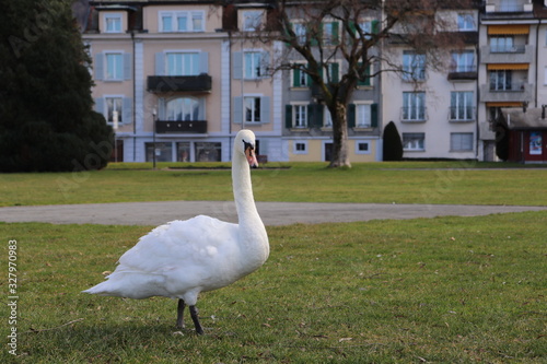 Fototapeta Naklejka Na Ścianę i Meble -  cisne