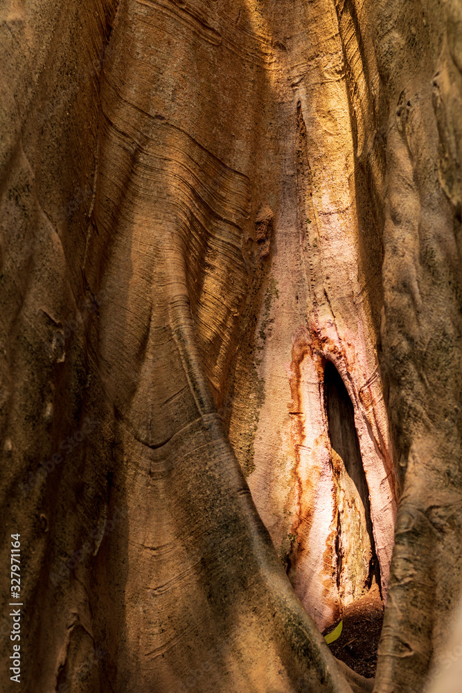 Obraz premium Close-up of a large tree trunk background.