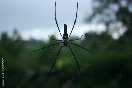 photo of close-up spider in webs