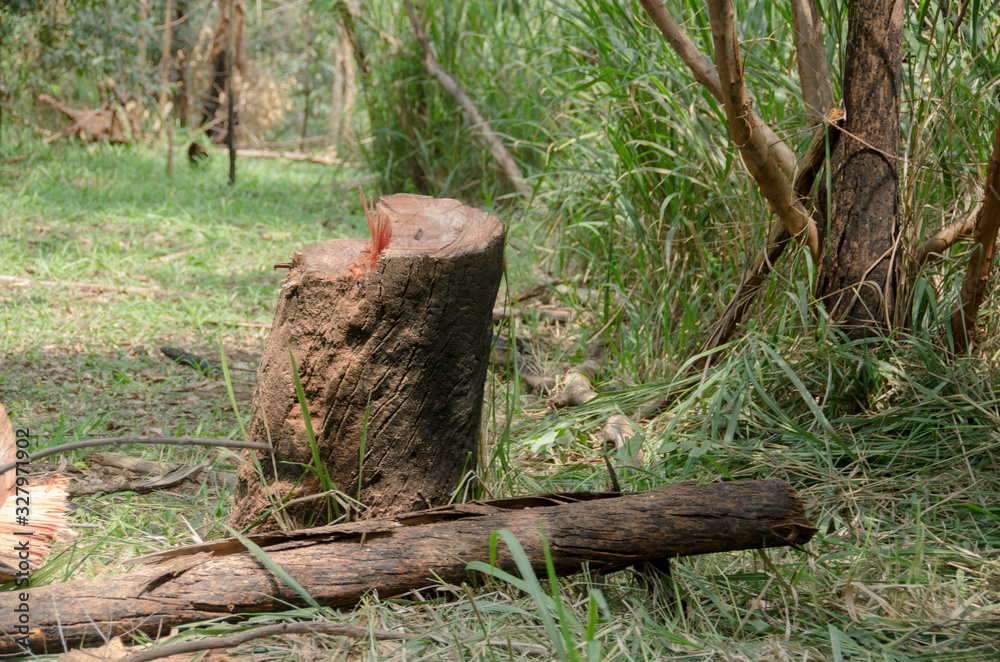 Deforestation in mountains of Colombia Deforestation in mountains of Colombia