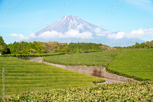 Tea plantation with Mount Fuji in background