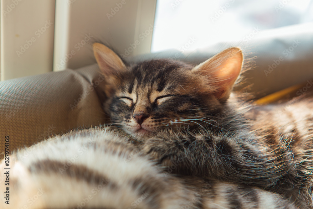 Cute charcoal bengal kitty cat laying and sleeping on the cat's window ...
