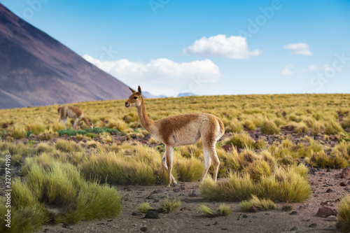 A Vicuna in the Atacama Desert in Chile, South America, Andean Wildlife