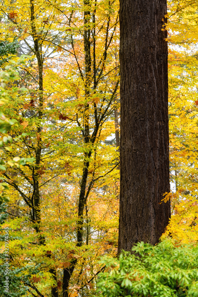 Fall in the Portland Japanese Garden