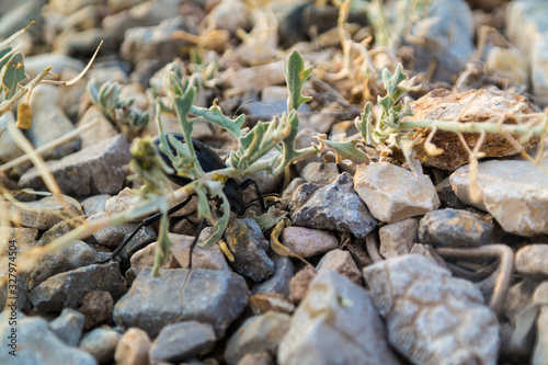 desert plantlife on the ground © dblclkmatt