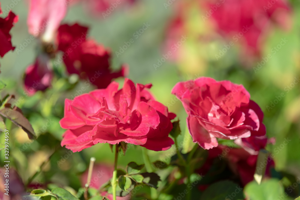 .red roses flower in garden on blurred background
