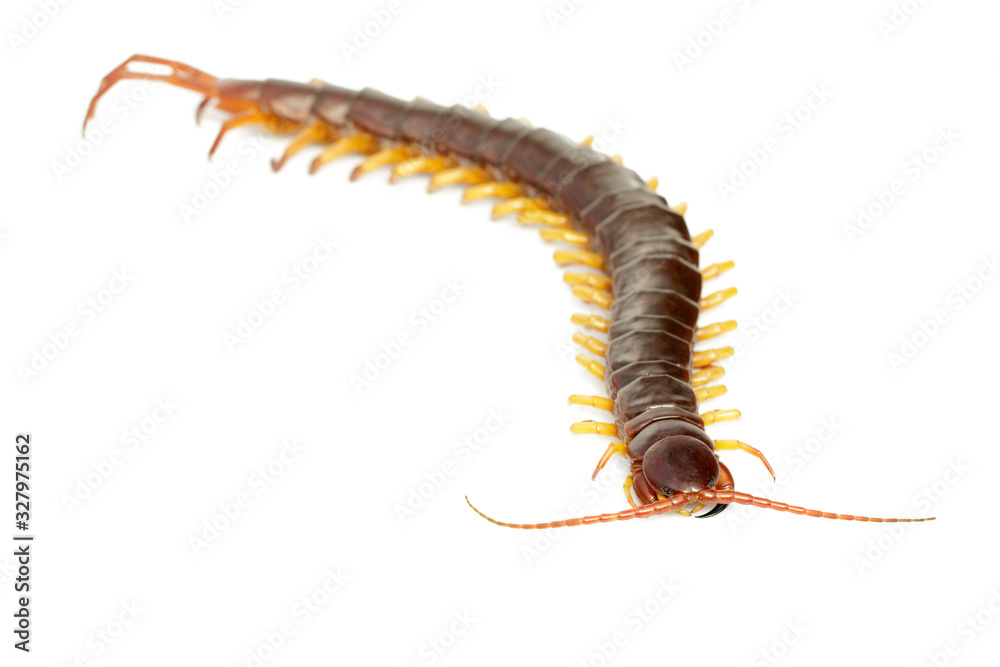Image of centipedes or chilopoda isolated on white background. Animal. Poisonous animals. Image of centipedes or chilopoda isolated on white background. Animal. Poisonous animals.