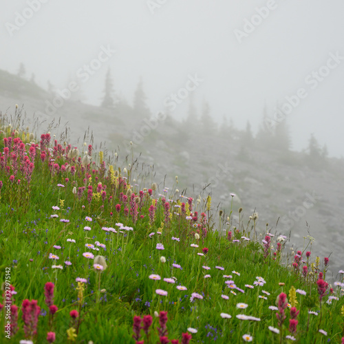 Wildflowers Bloom Along Foggy Mountain Slope photo