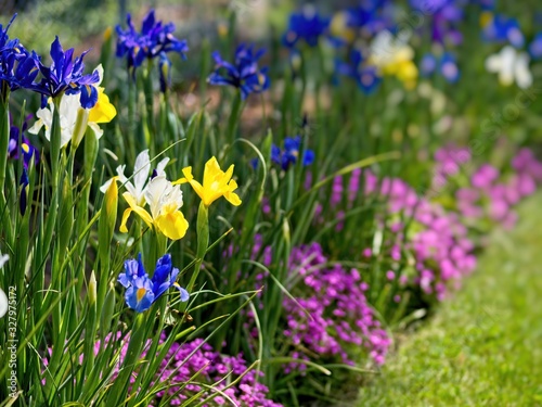 Multi-colored irises