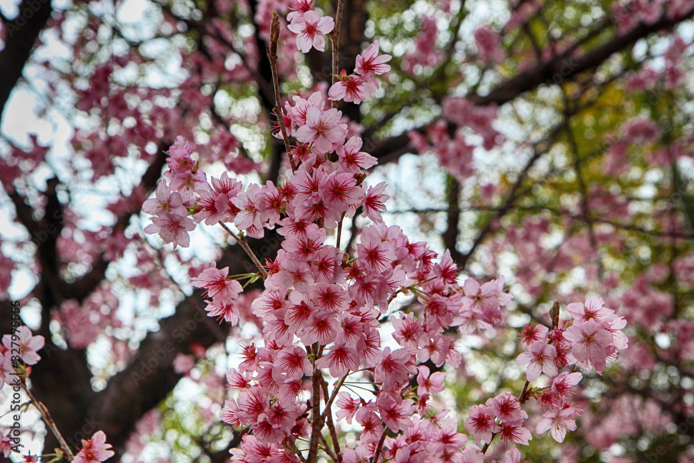 Cheery Blossom Blooming in Baehwa School in Busan, South Korea, Asia