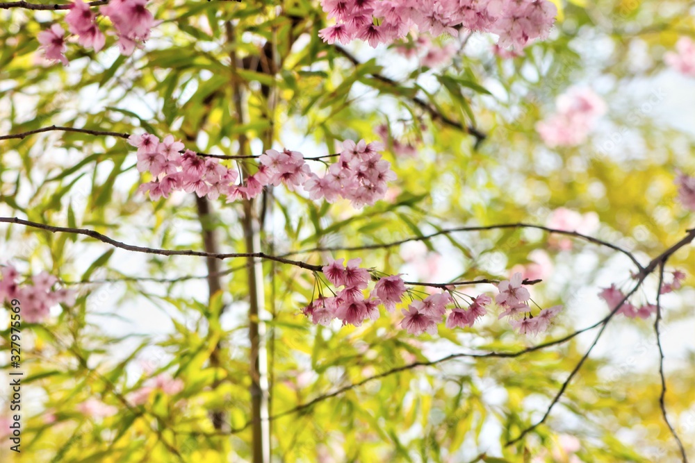 Cheery Blossom Blooming in Baehwa School in Busan, South Korea, Asia Cheery Blossom Blooming in Baehwa School in Busan, South Korea, Asia