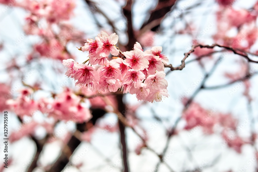 Cheery Blossom Blooming in Baehwa School in Busan, South Korea, Asia Cheery Blossom Blooming in Baehwa School in Busan, South Korea, Asia