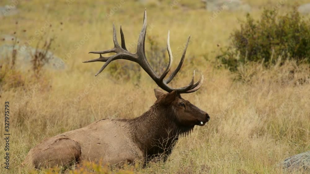 Bull Elk in the Rocky Mountains during the annual rut Bull Elk in the Rocky Mountains during the annual rut