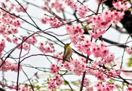 Cherry Blossom Blooming and Dongbaksae Camelia bird in Busan, South Korea, Asia