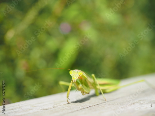 カマキリ グリーン背景