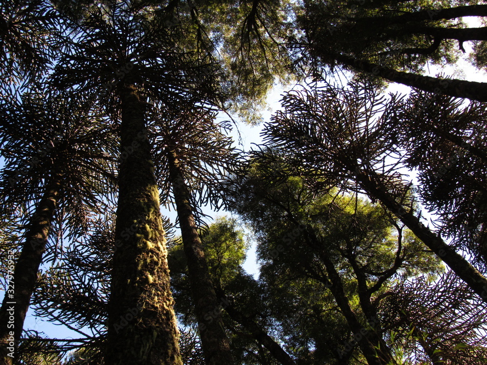 Obraz premium araucarias