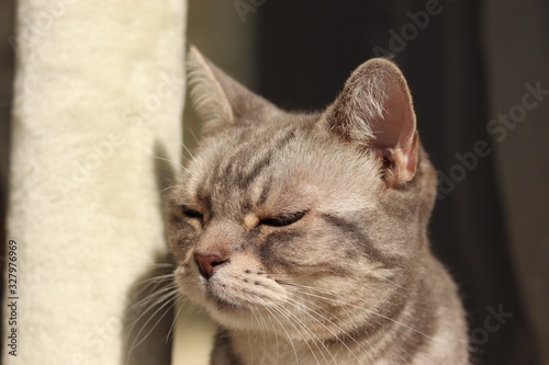 退屈表情の猫アメリカンショートヘアー © chie