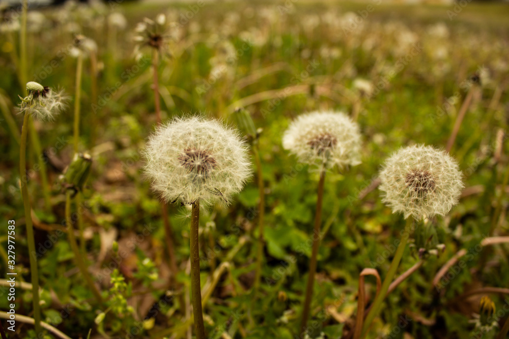 dandelion in the grass